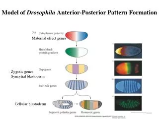 Model of Drosophila Anterior-Posterior Pattern Formation