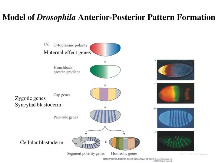model of drosophila anterior posterior pattern formation