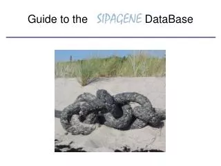 Guide to the SIPAGENE DataBase