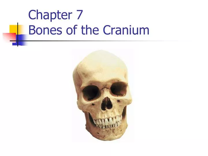 chapter 7 bones of the cranium