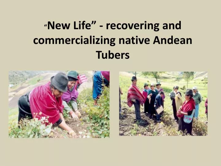 new life recovering and commercializing native andean tubers