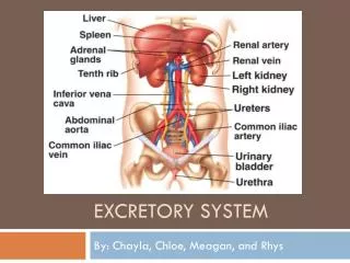 excretory system