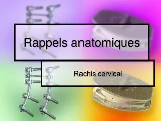 rappels anatomiques