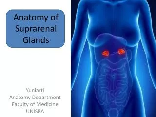 Anatomy of Suprarenal Glands