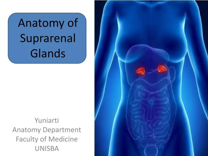 anatomy of suprarenal glands