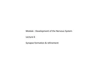 Module : Development of the Nervous System Lecture 6 Synapse formation &amp; refinement