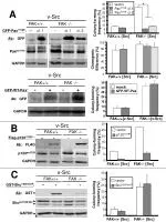 Comparative Analysis of Colony-Forming Efficiency with Protein Mutations - slide 1