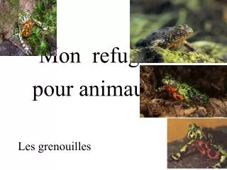 mon refuge pour animaux