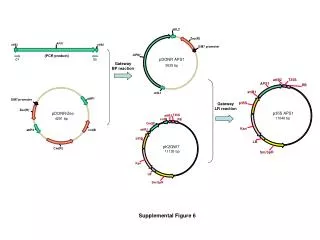 Gateway BP reaction