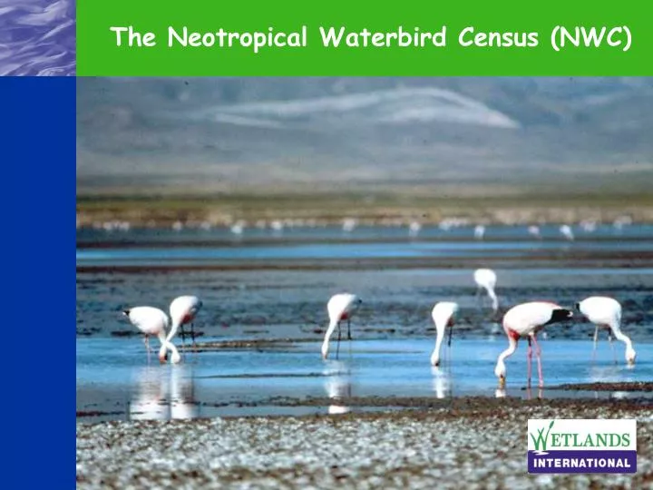 the neotropical waterbird census nwc