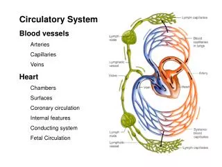 Circulatory System Blood vessels Arteries Capillaries Veins Heart Chambers Surfaces