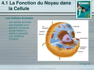 4 1 la fonction du noyau dans la cellule