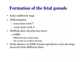 Formation of the fetal gonads