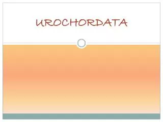 urochordata