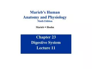 Chapter 23 Digestive System Lecture 11
