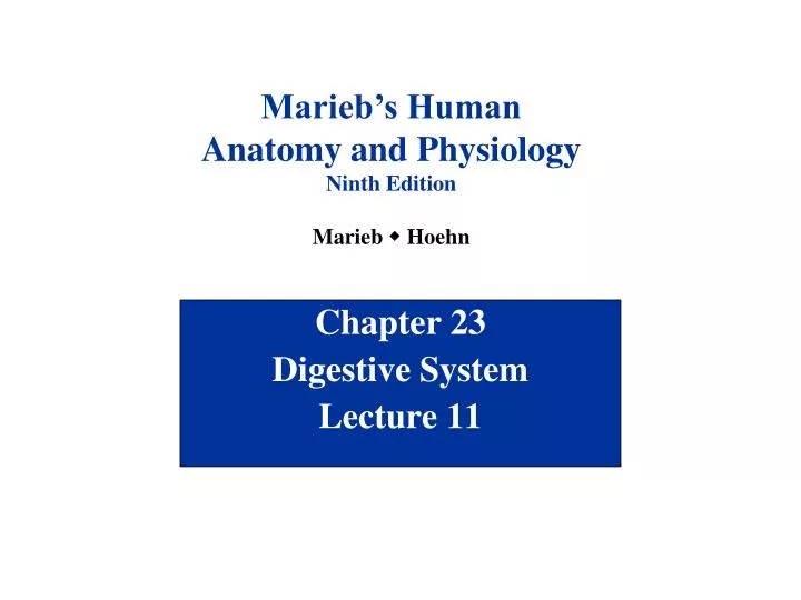 chapter 23 digestive system lecture 11