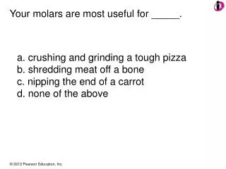 Your molars are most useful for _____.