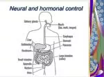 Neural and hormonal control - slide 1