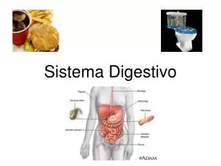 sistema digestivo
