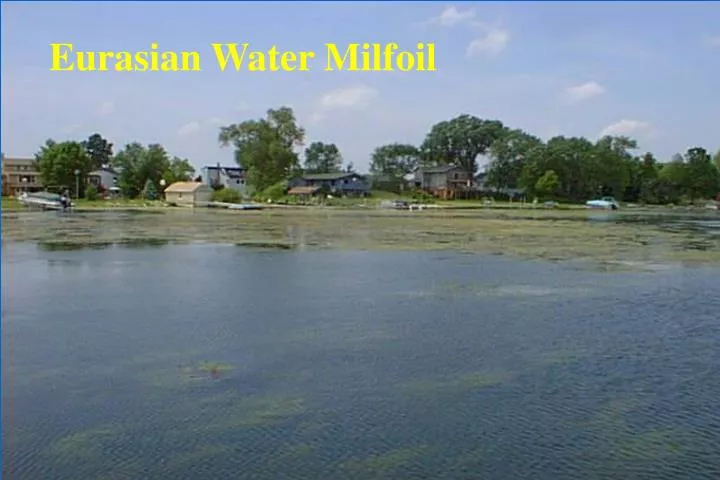eurasian water milfoil