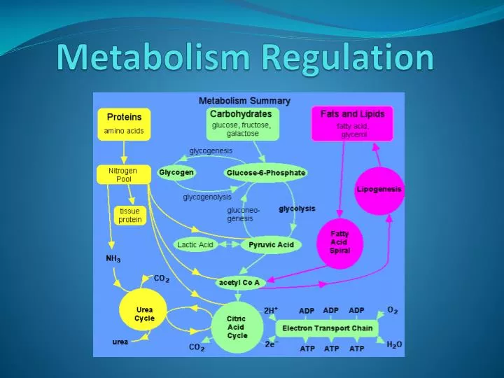 metabolism regulation