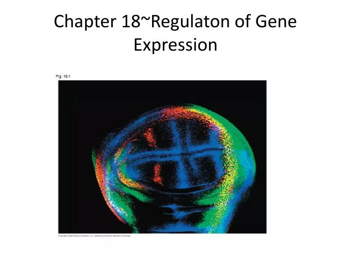 chapter 18 regulaton of gene expression
