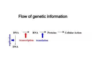 Flow of genetic information