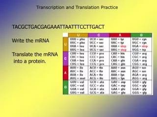 Transcription and Translation Practice