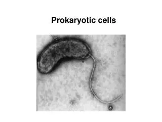 prokaryotic cells