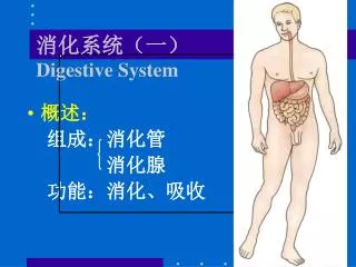 digestive system