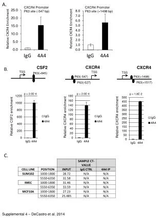 CXCR4 Promoter P63 site (-547 bp)