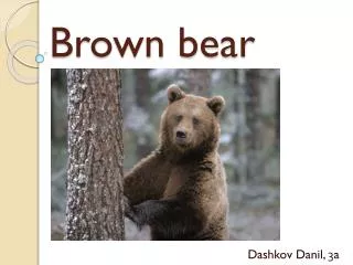 Brown bear