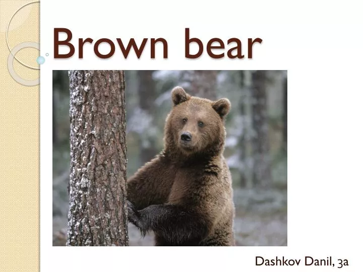 brown bear