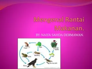 mengenal rantai makanan