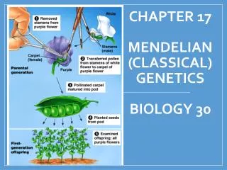 Chapter 17 Mendelian (Classical) Genetics Biology 30