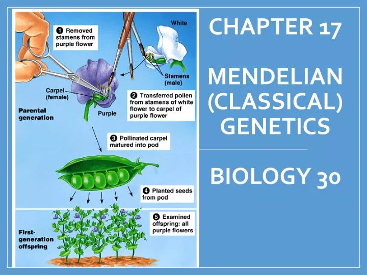 chapter 17 mendelian classical genetics biology 30