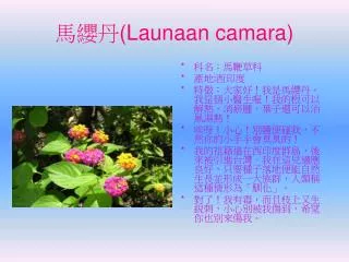 launaan camara