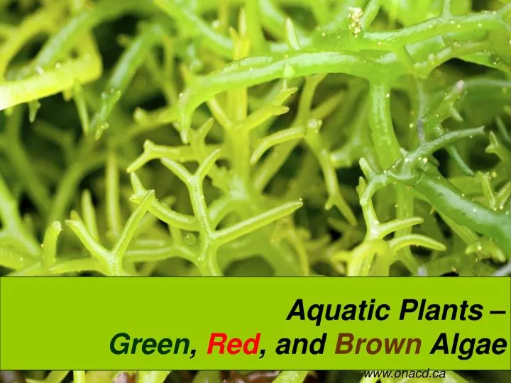 aquatic plants green red and brown algae