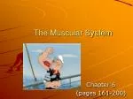 The Muscular System - slide 1