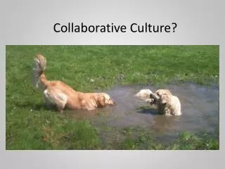 Collaborative Culture?