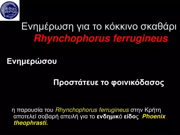 rhynchophorus ferrugineus