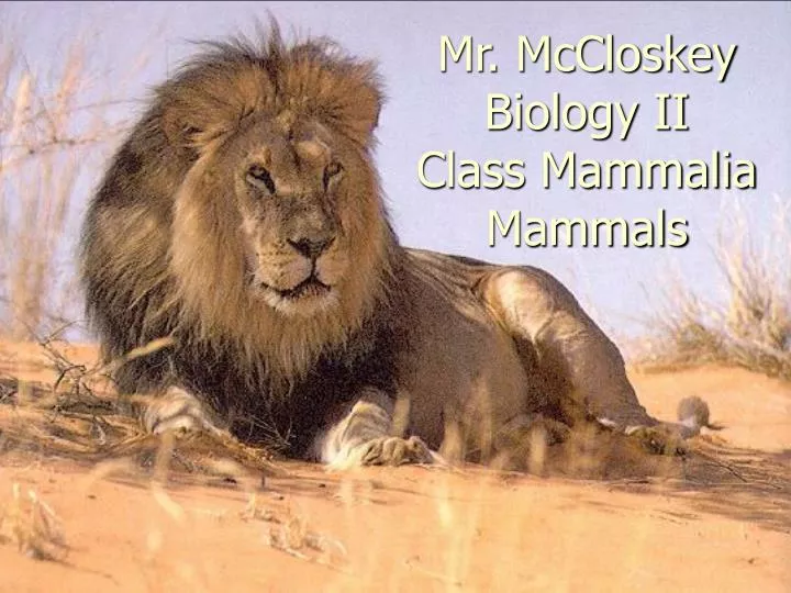 mr mccloskey biology ii class mammalia mammals