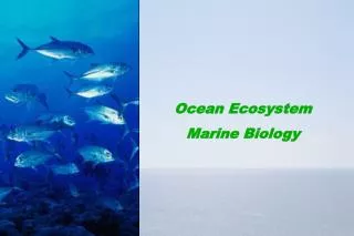 Ocean Ecosystem Marine Biology