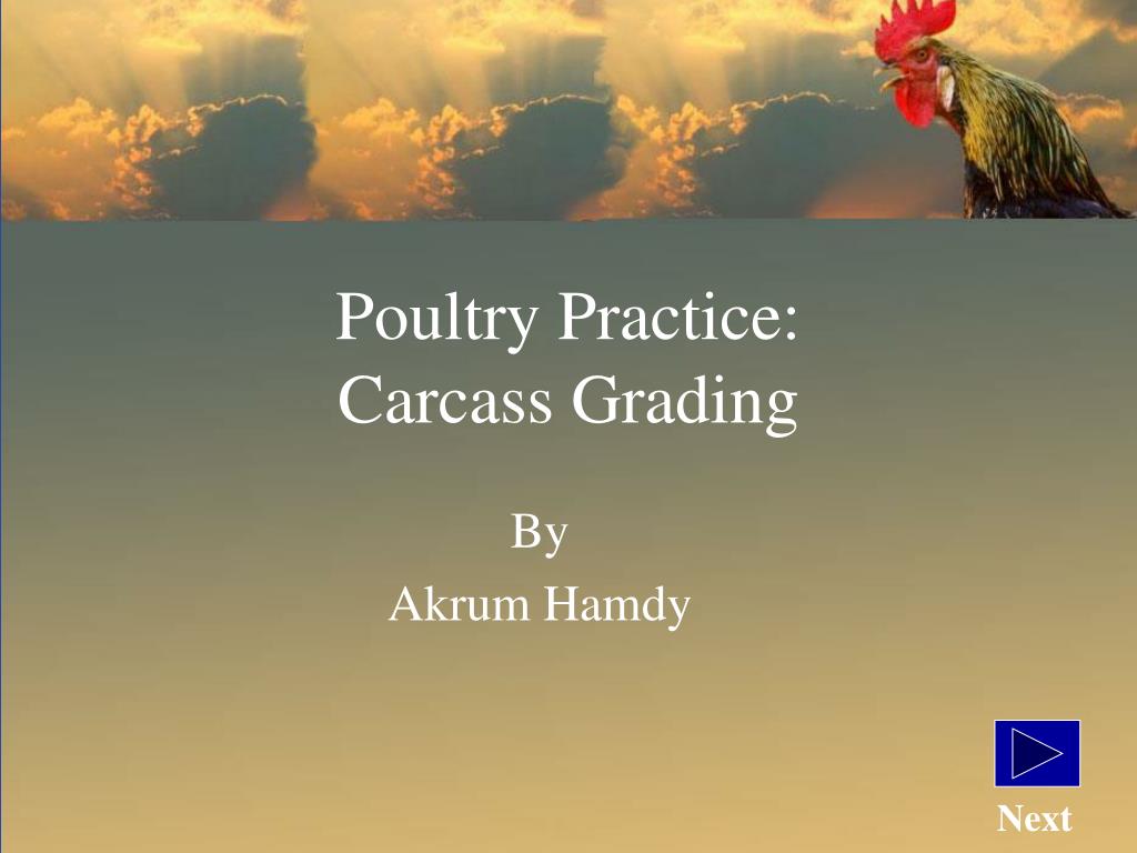 Poultry Practice: Carcass Grading - slide 1