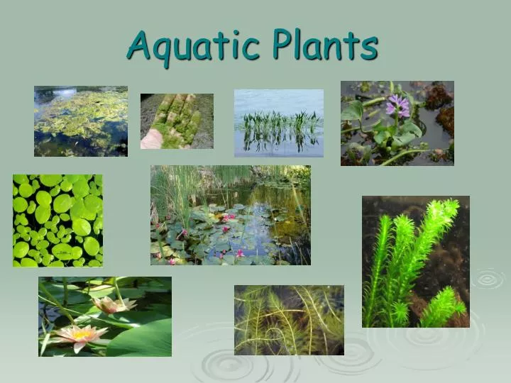 aquatic plants