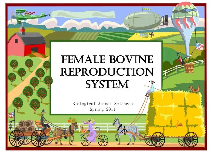 female bovine reproduction system