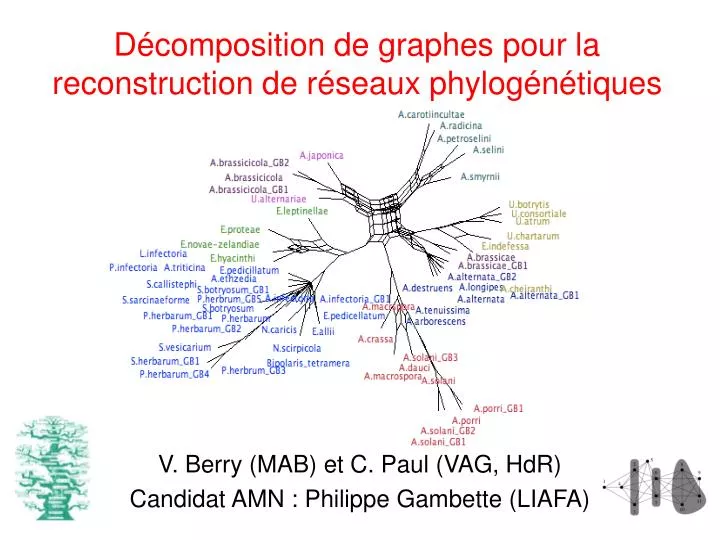 d composition de graphes pour la reconstruction de r seaux phylog n tiques