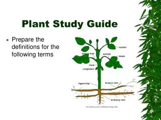 Plant Study Guide