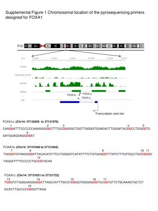 Supplemental Figure 1 Chromosomal location of the pyrosequencing primers designed for FOXA1