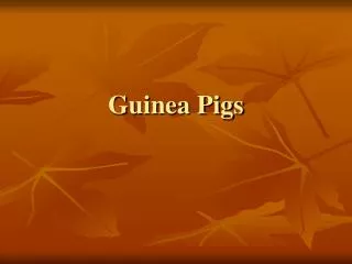 Guinea Pigs